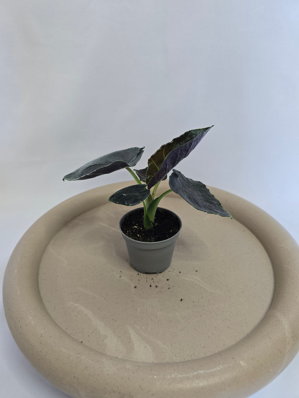 Alocasia Black Velvet (Antoro) 🖤🌿 – Plante Rare Compacte