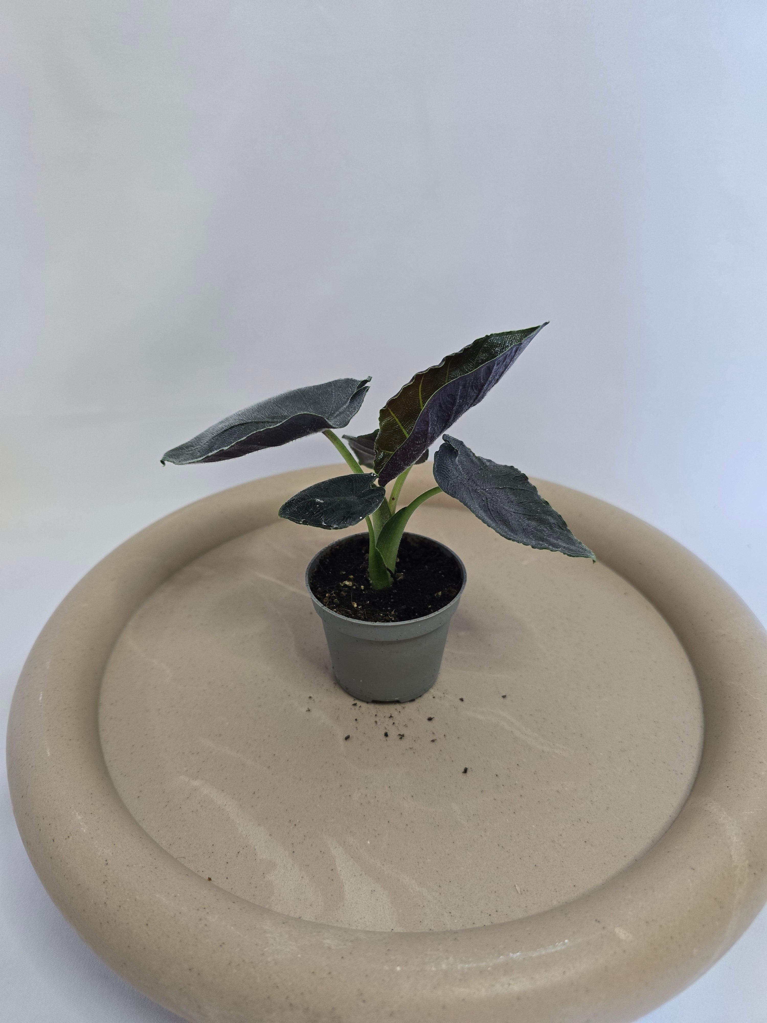 Alocasia Black Velvet (Antoro) 🖤🌿 – Plante Rare Compacte