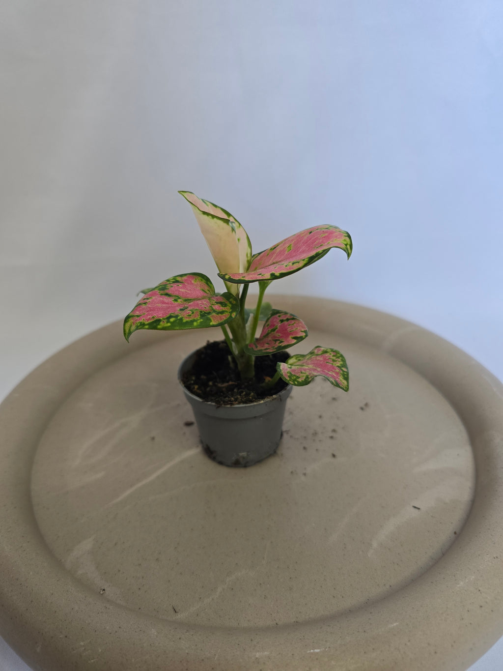 Aglaonema Red Valentine ❤️🌿 – Plante Tropicale Colorée