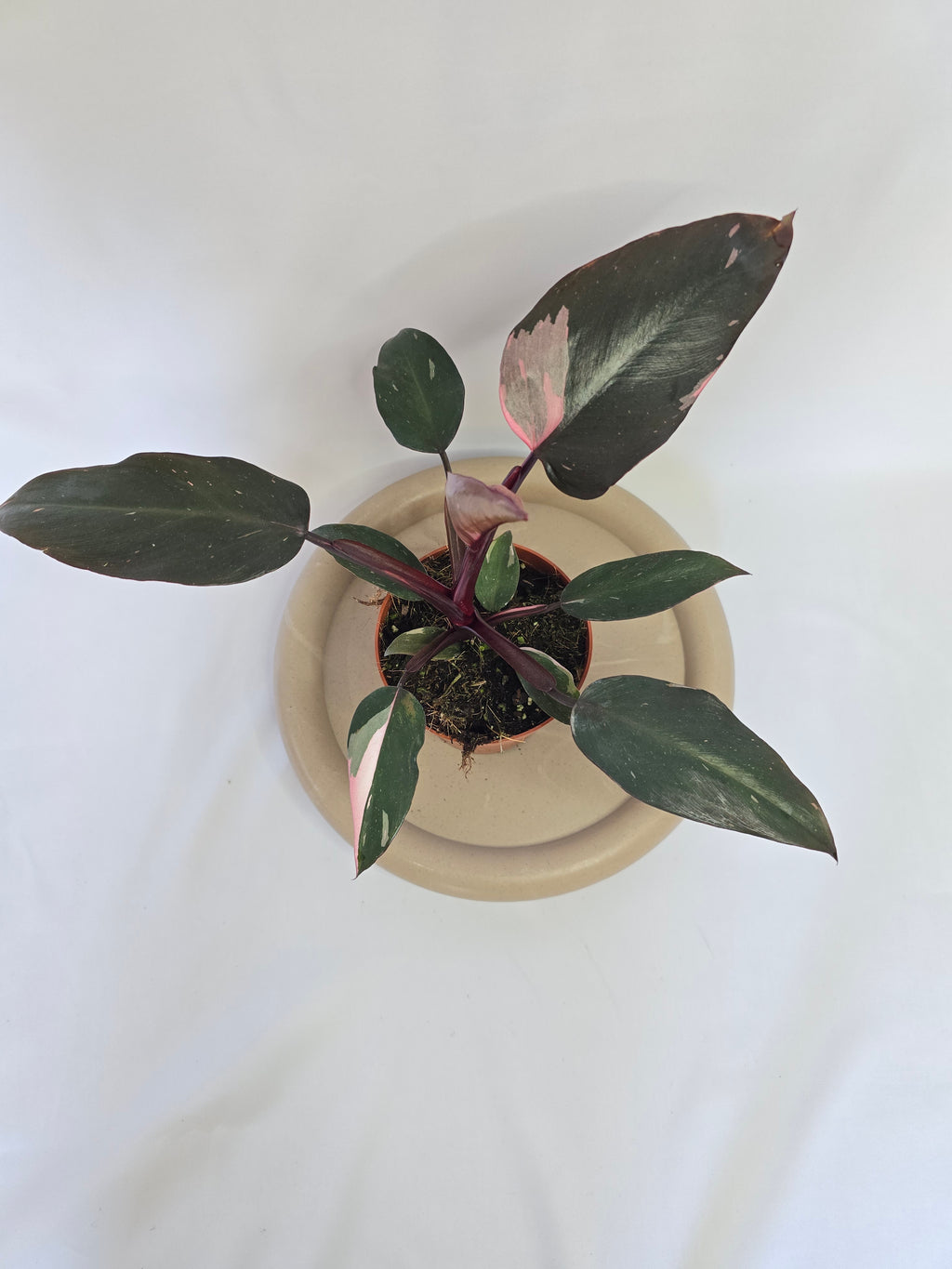 Philodendron Burgundy Princess 🌿❤️ – Plante Tropicale Élégante