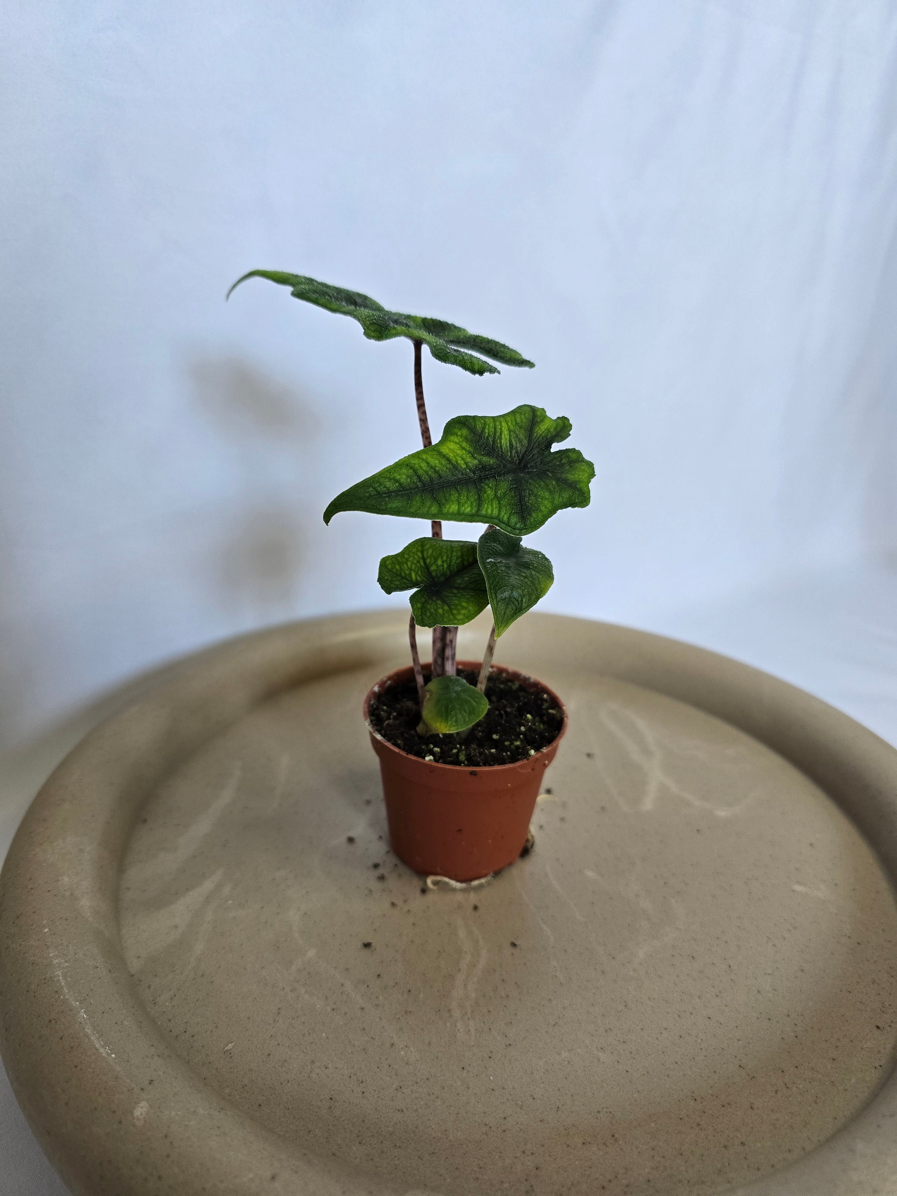 Alocasia Jacklyn 🌿 – Plante Tropicale Rare au Feuillage Unique