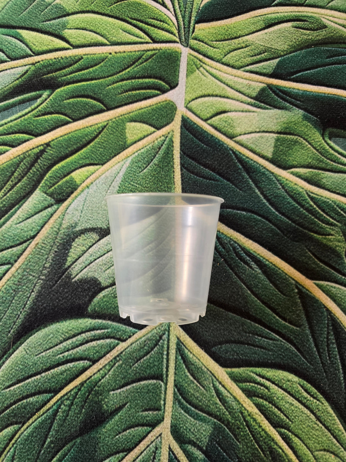 Pot Transparent 6cm