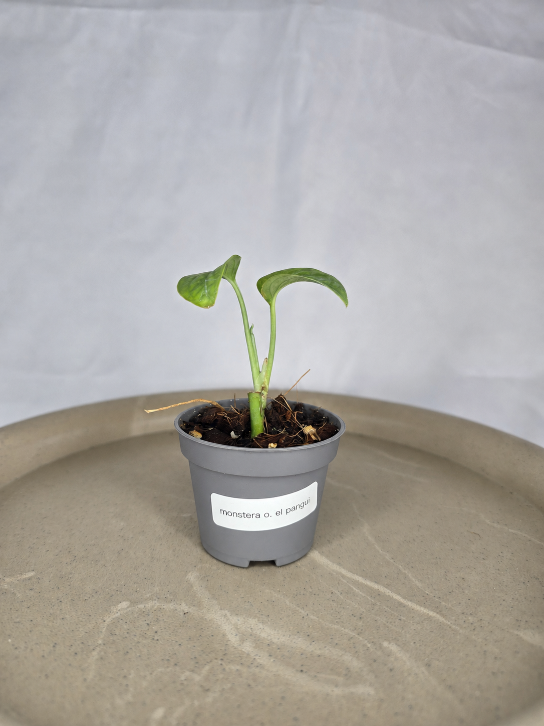 🌿✨ Monstera Obliqua El Pangui – Une Rareté Botanique Exceptionnelle ✨🌿