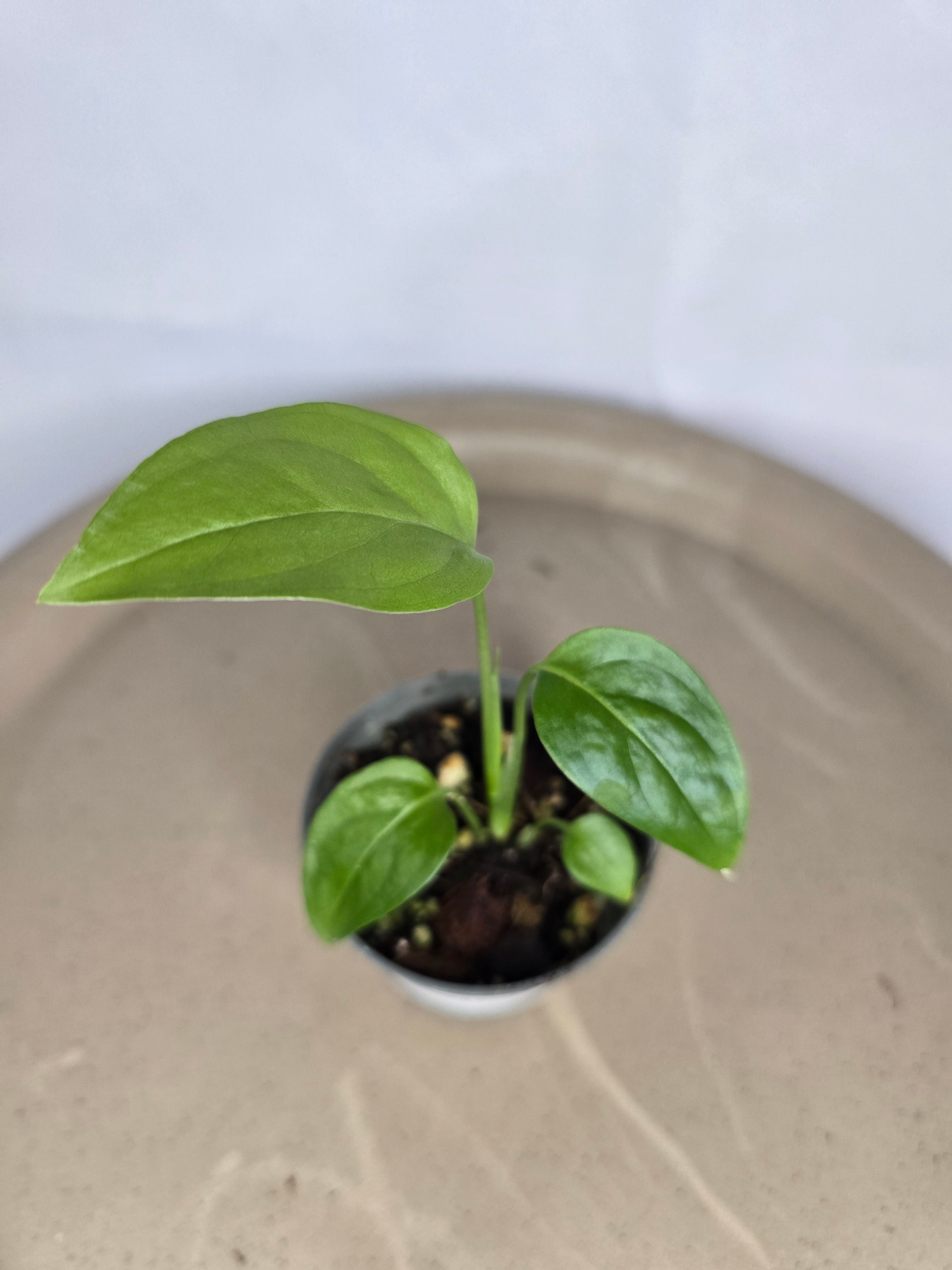 🌿✨ Monstera Obliqua Colombia – La Perle Rare des Collectionneurs ✨🌿