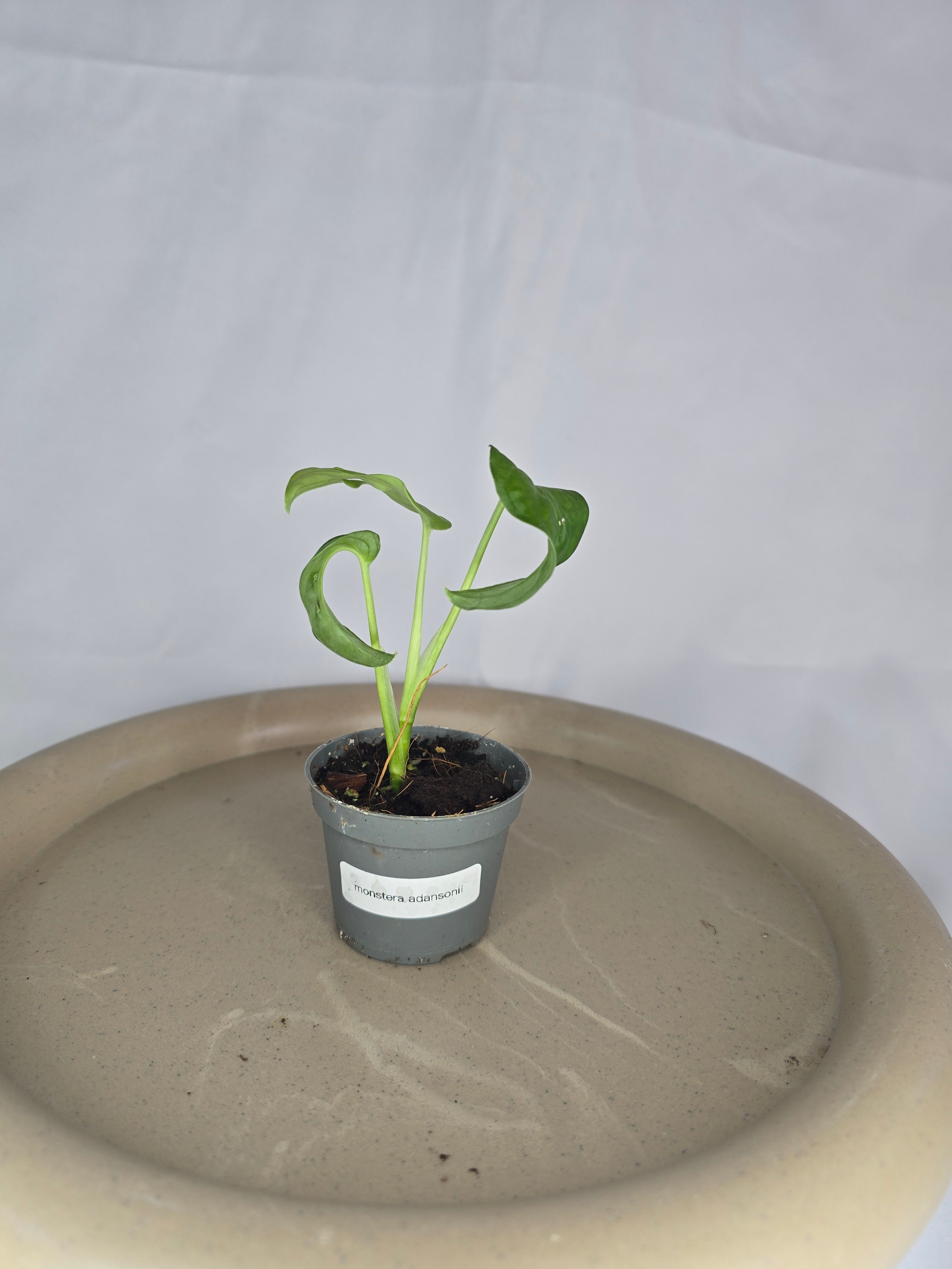 🌿✨ Monstera Adansonii – La Star des Plantes Tropicales ✨🌿
