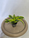 Dracaena Lemon Surprise 🍋🌿 – Plante Tropicale Lumineuse