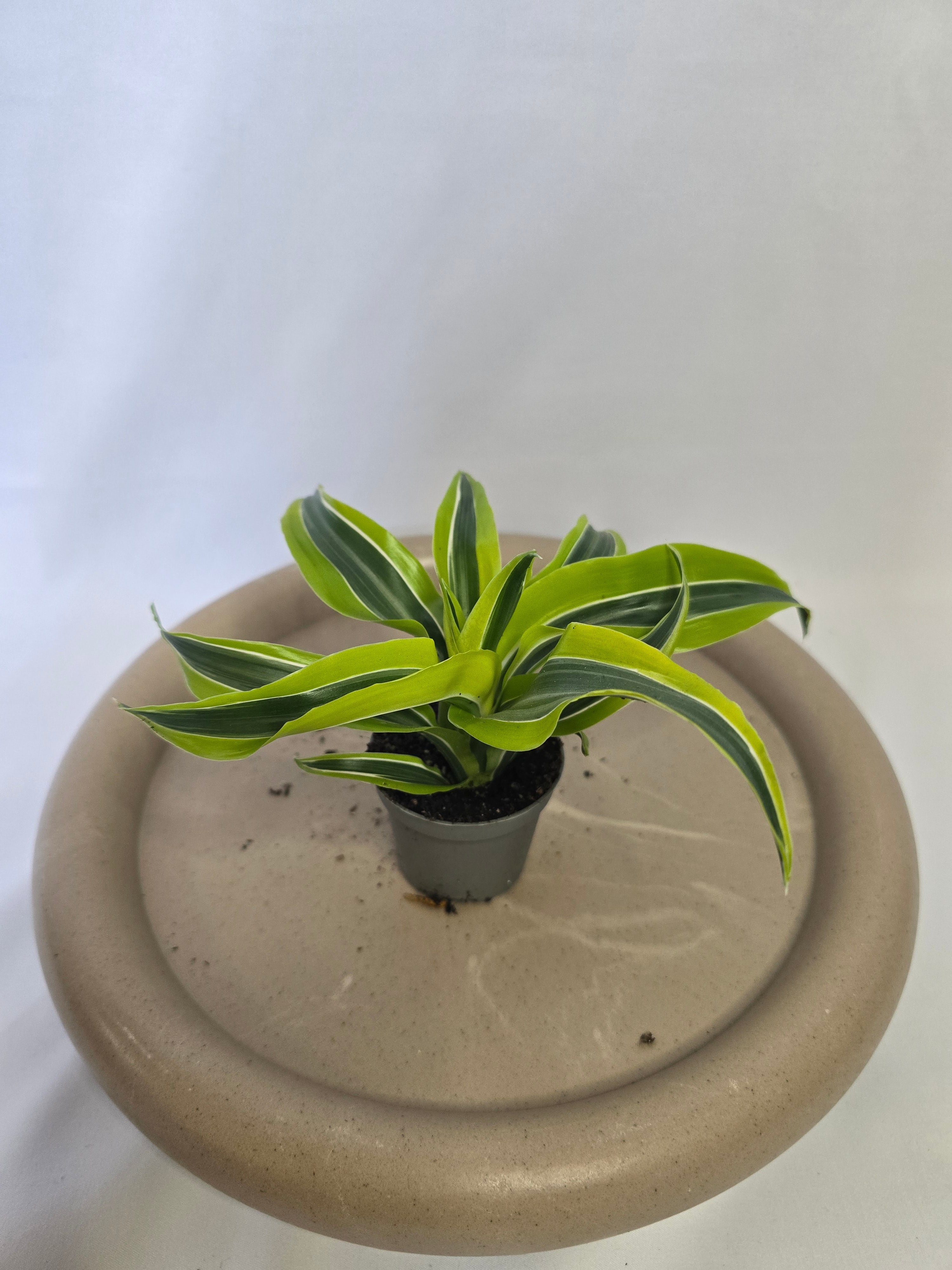 Dracaena Lemon Surprise 🍋🌿 – Plante Tropicale Lumineuse