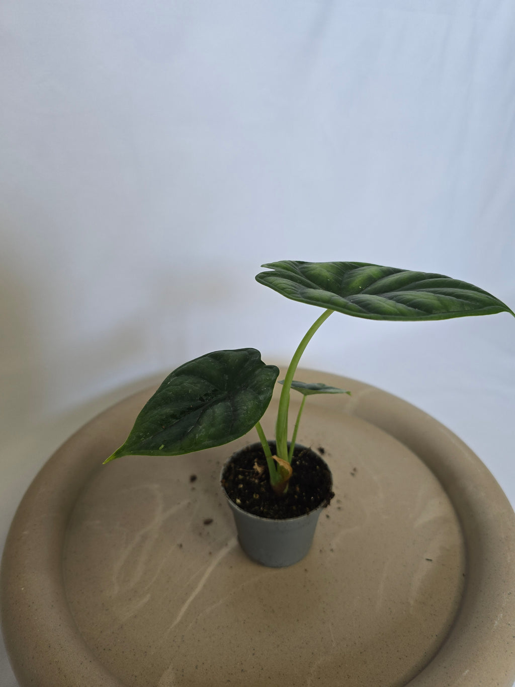 Alocasia Dragon Scale 🐉🌿 – Plante Tropicale Rare