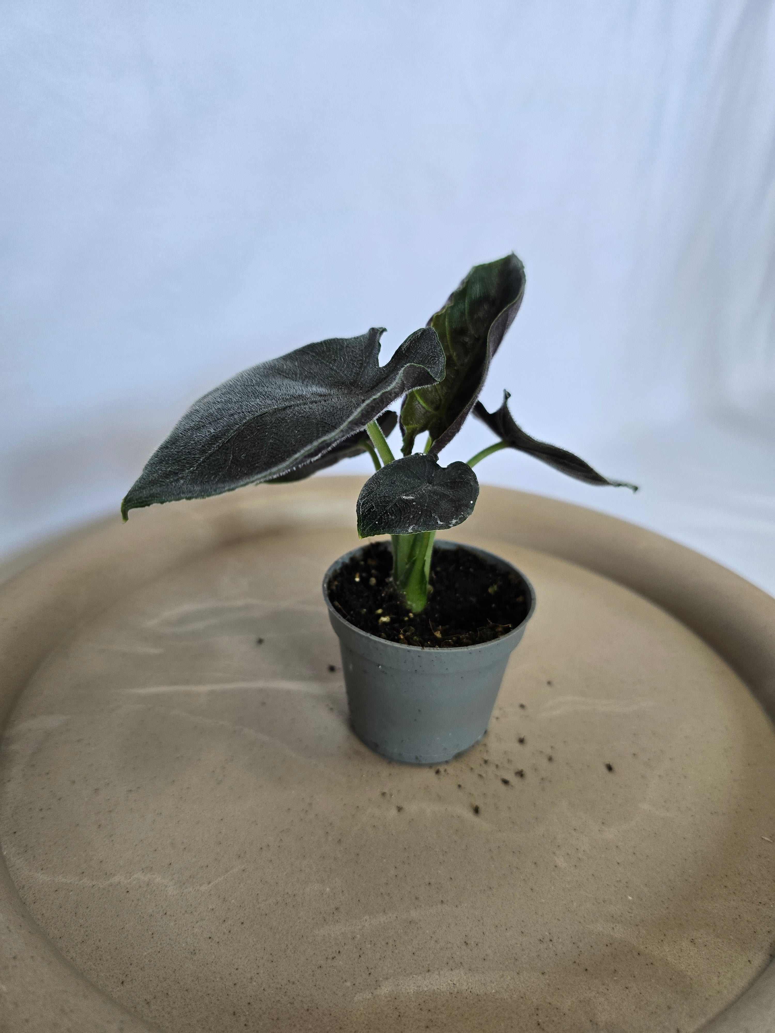 Alocasia Black Velvet (Antoro) 🖤🌿 – Plante Rare Compacte