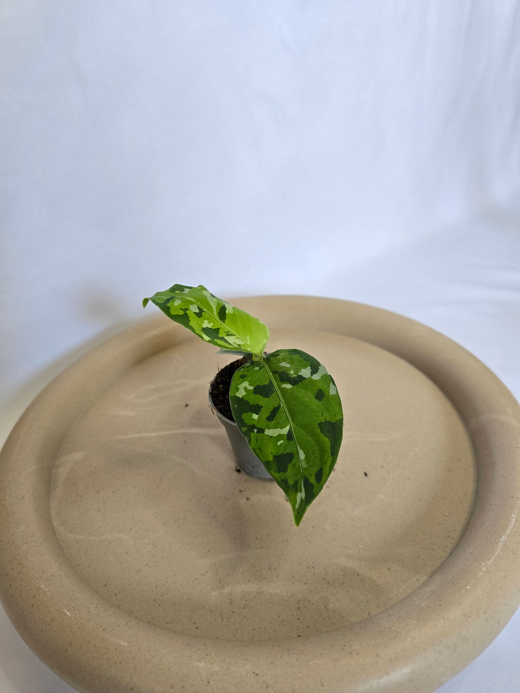 Aglaonema Pictum Tricolor 🌿 – Plante Tropicale Rare Camouflage