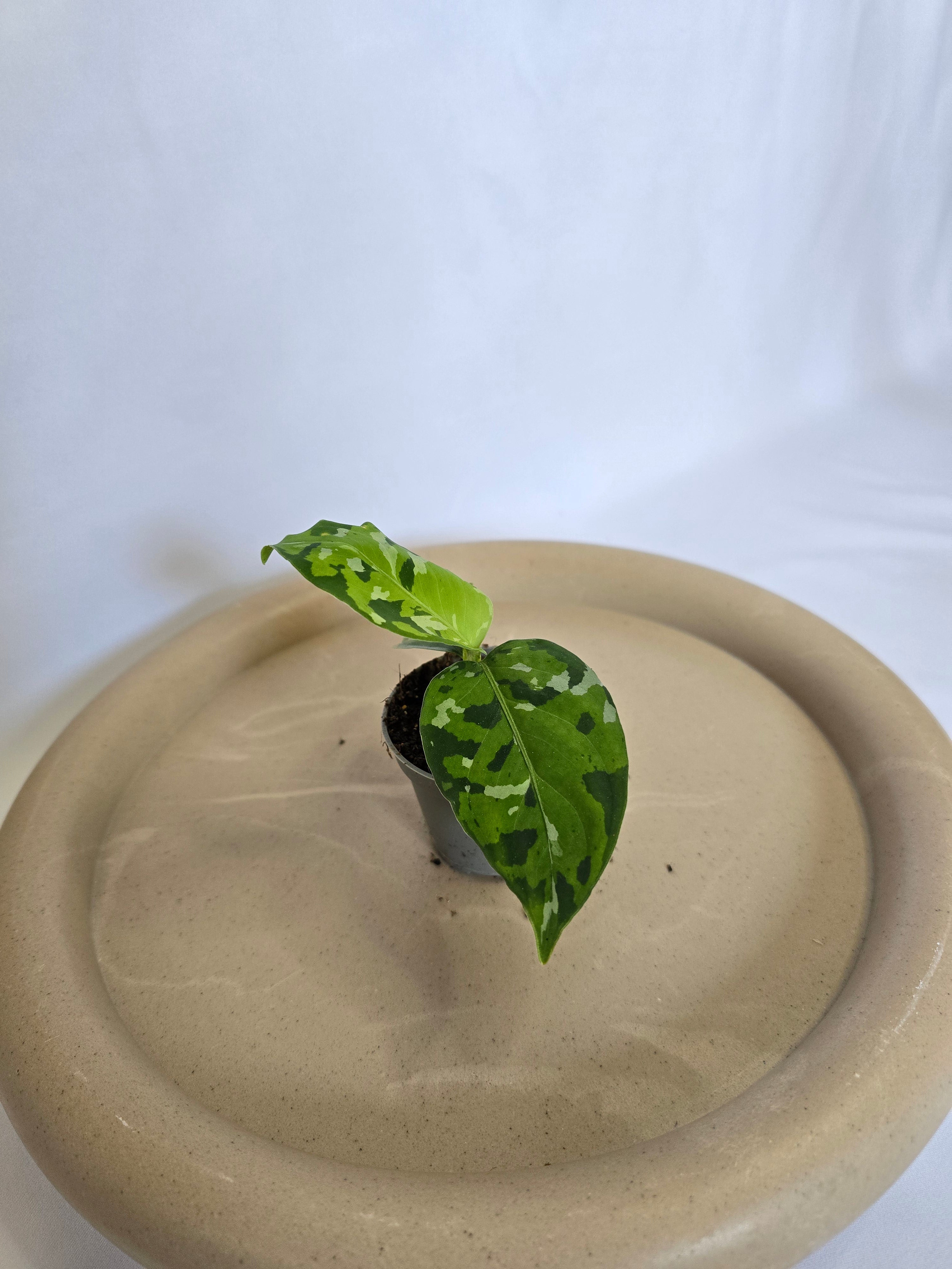 Aglaonema Pictum Tricolor 🌿 – Plante Tropicale Rare Camouflage