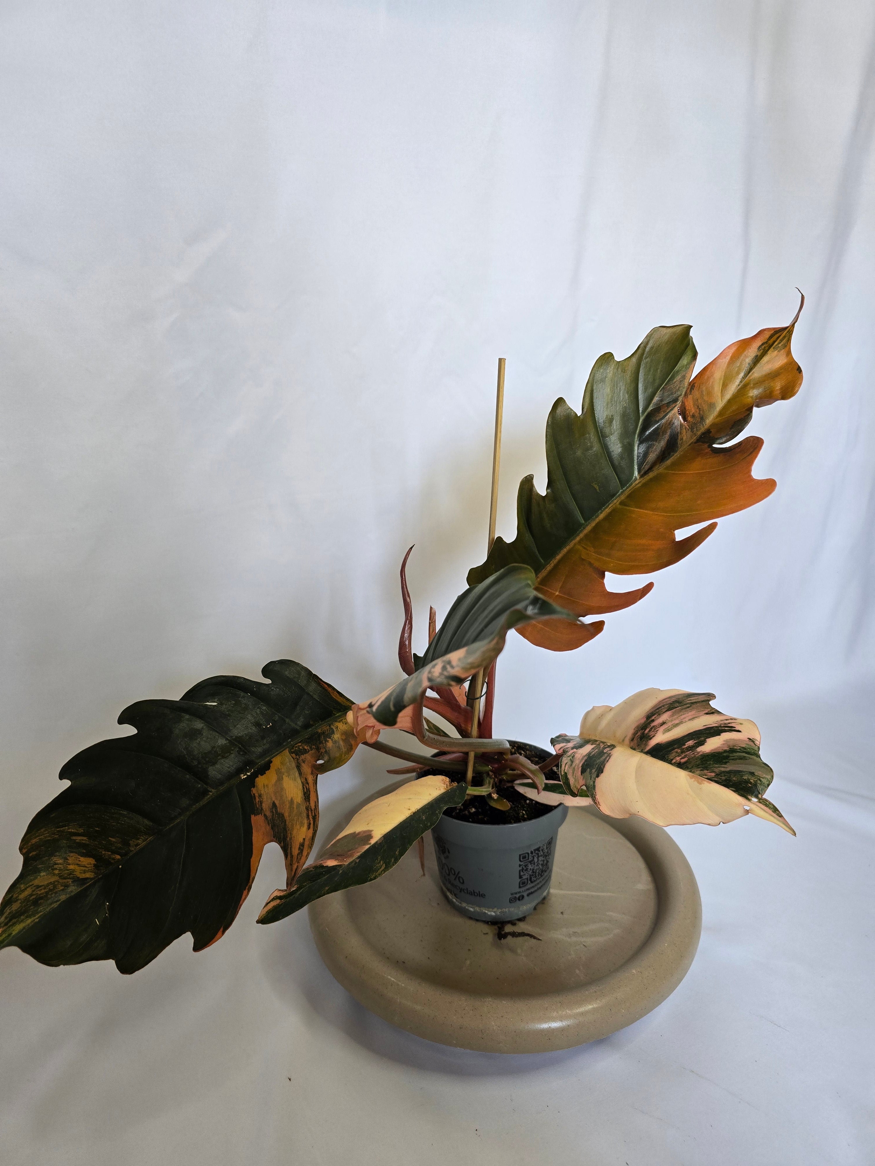 Philodendron Caramel Marble 🌿🔥 – Plante Rare Panachée