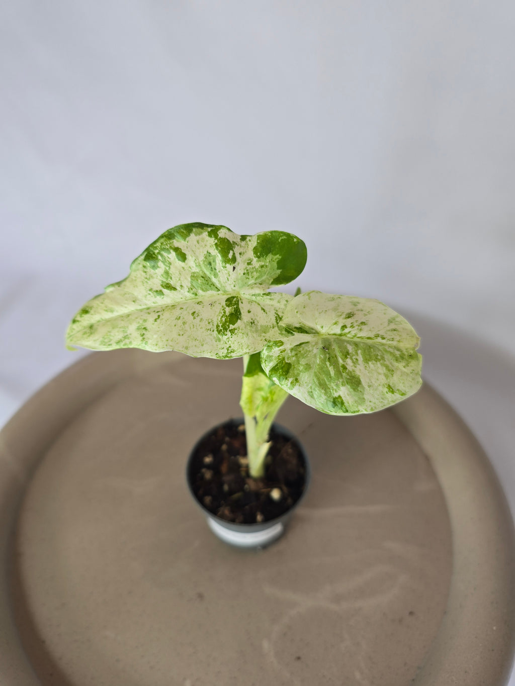 Alocasia Batik Variegata🌱✨️