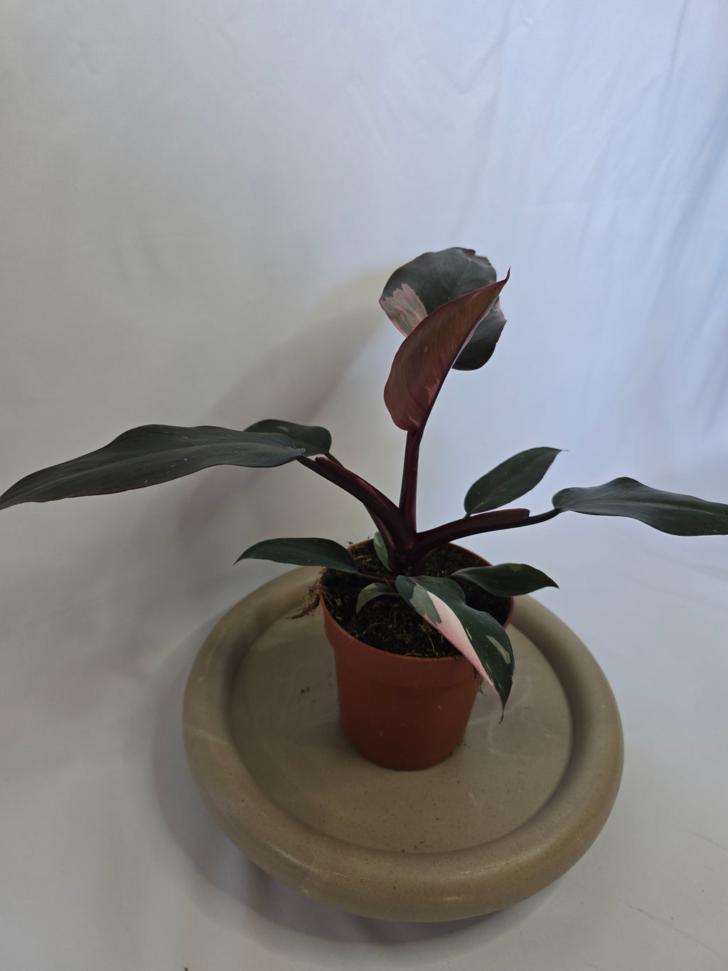 Philodendron Burgundy Princess 🌿❤️ – Plante Tropicale Élégante