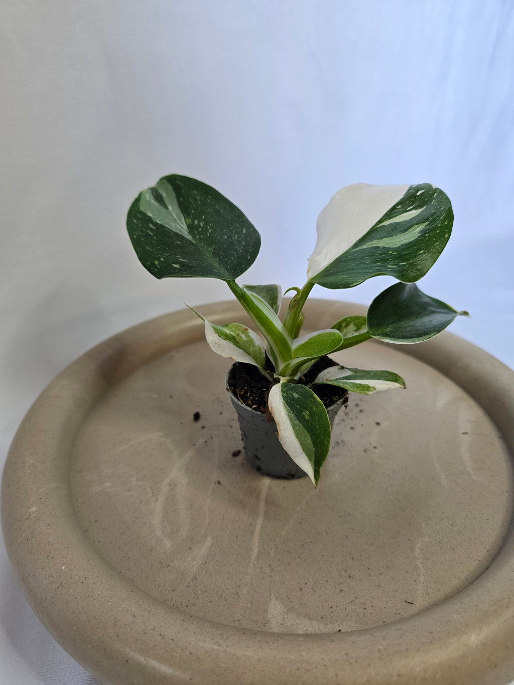 Philodendron White Wizard 🤍🌿 – Plante Rare Panachée