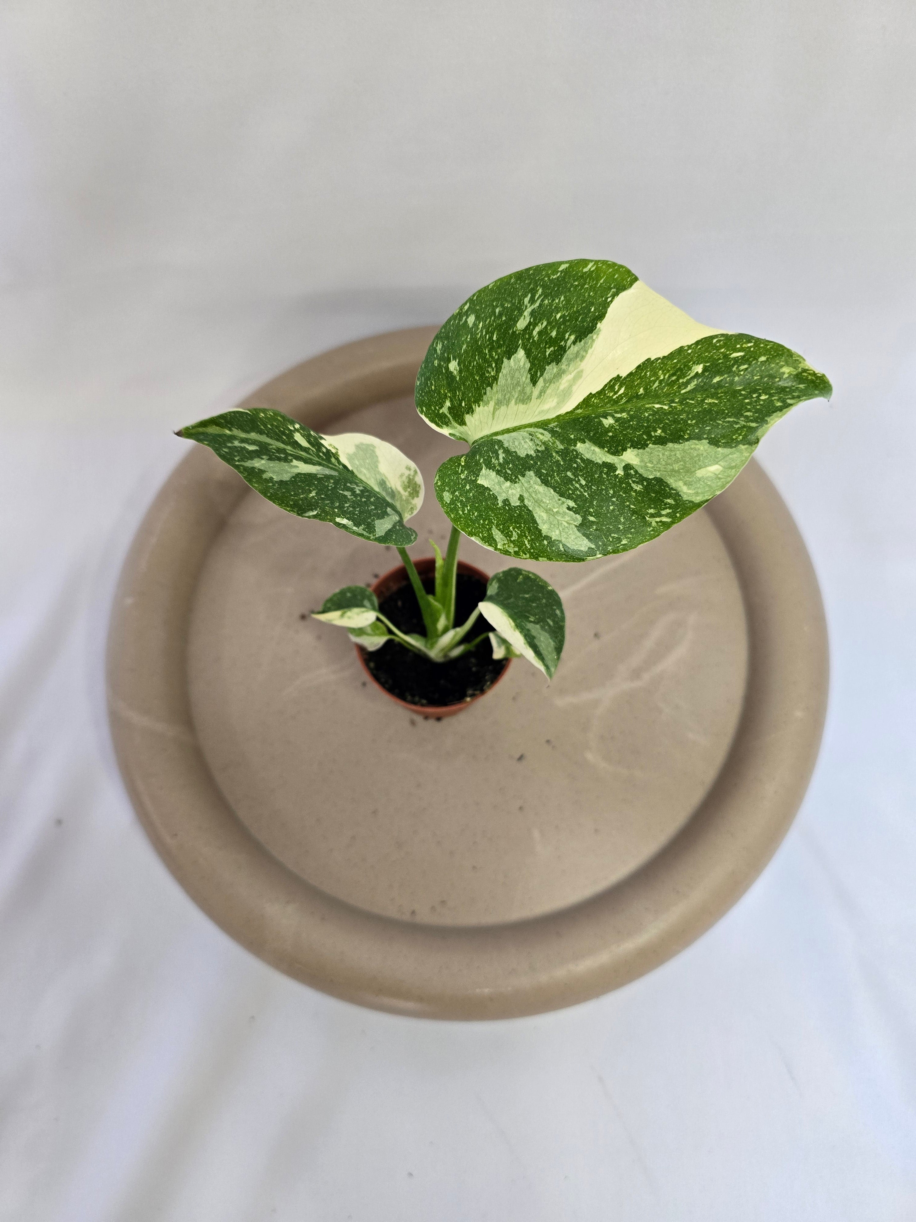 Monstera Thai Constellation 🌿✨ – Plante Rare Panachée