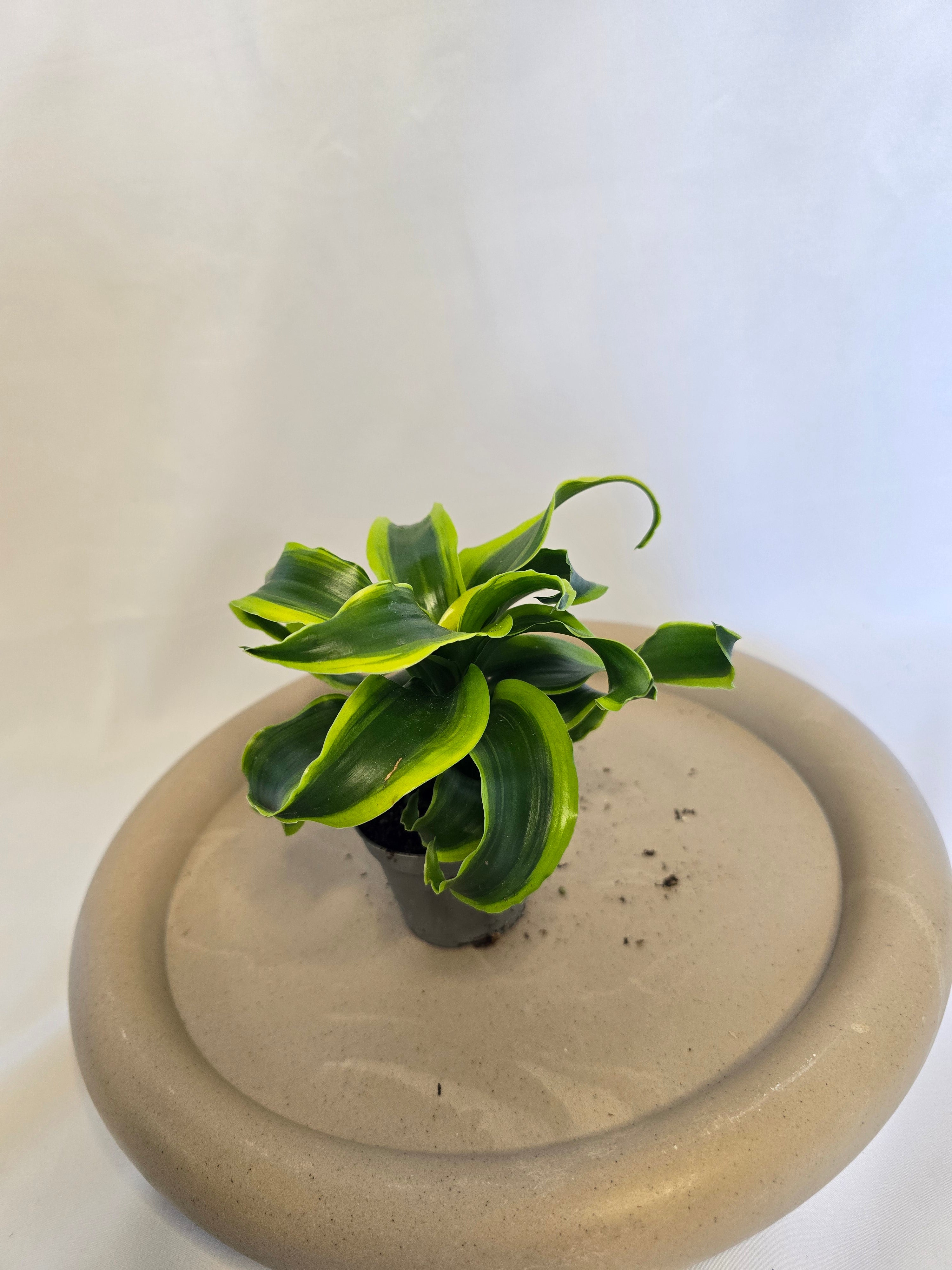 Dracaena Tornado 🌪️🌿 – Plante Tropicale Originale