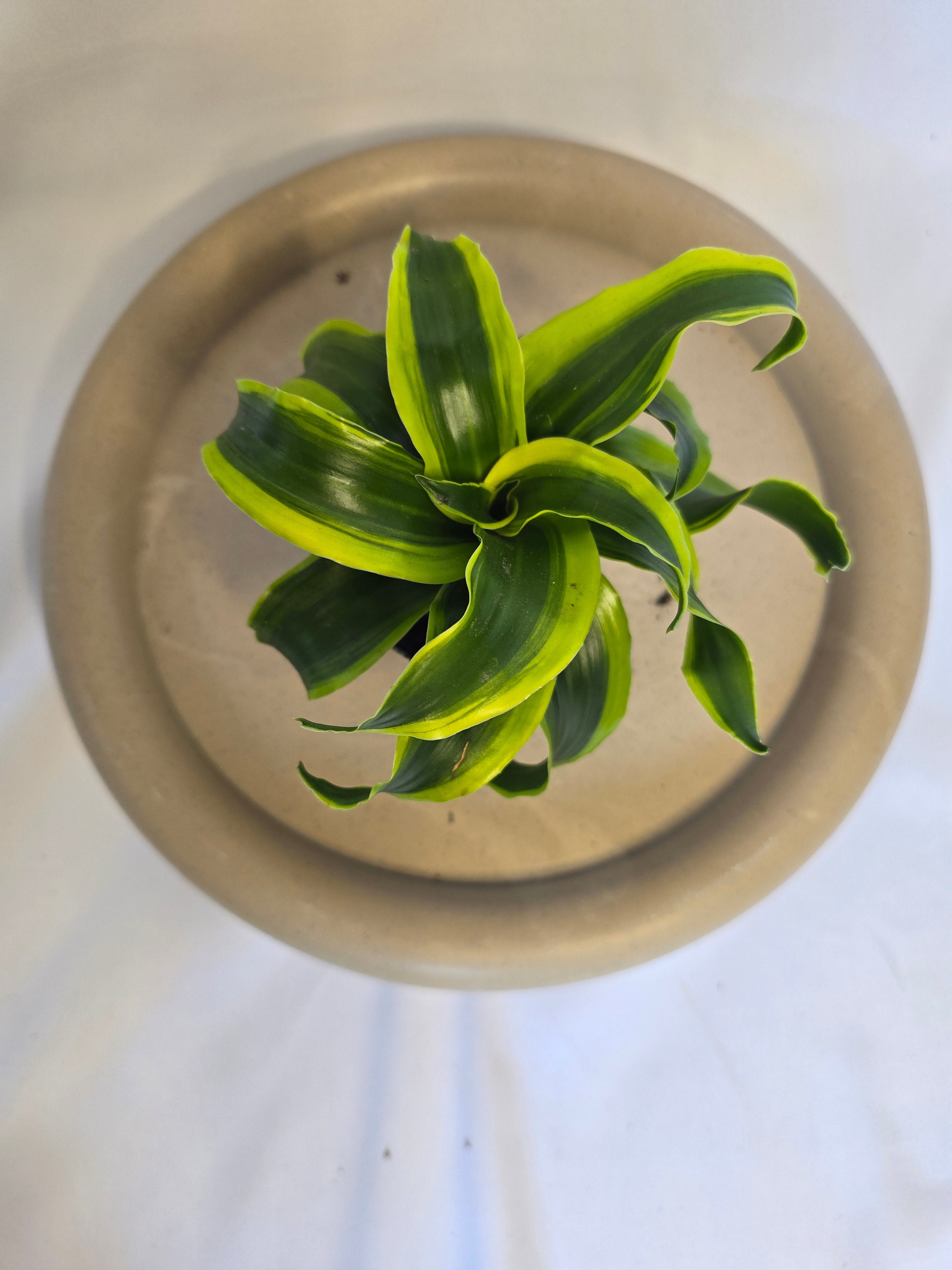 Dracaena Tornado 🌪️🌿 – Plante Tropicale Originale