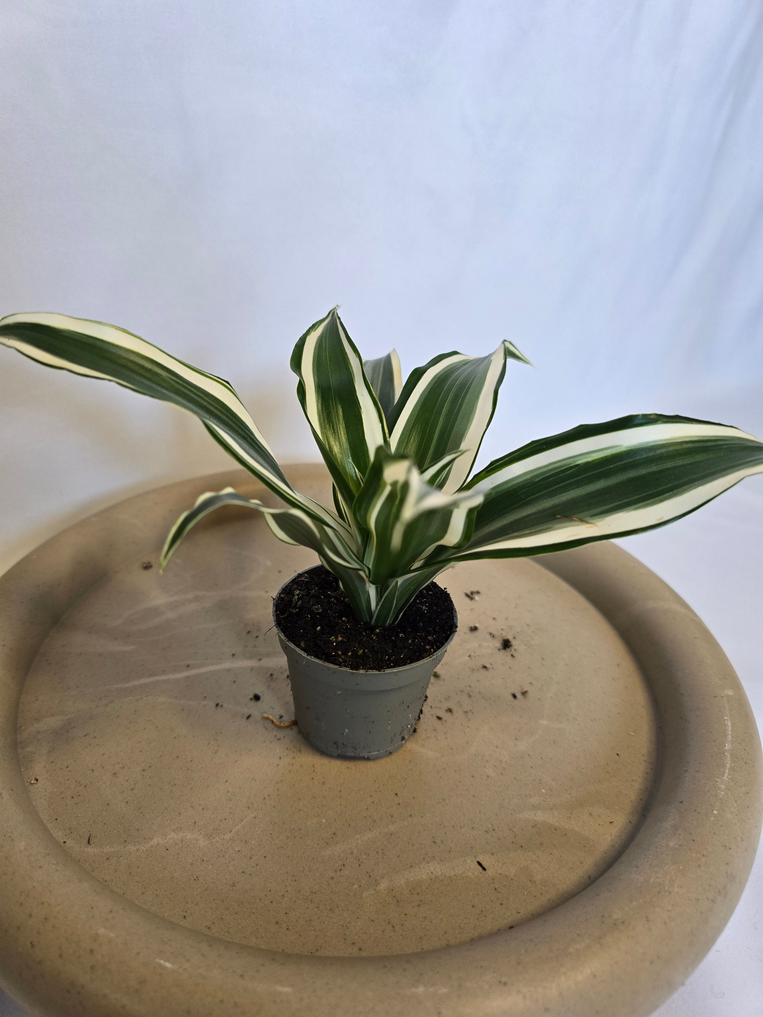 Dracaena White Jewel 🤍🌿 – Plante Tropicale Élégante (Pot 6 cm)