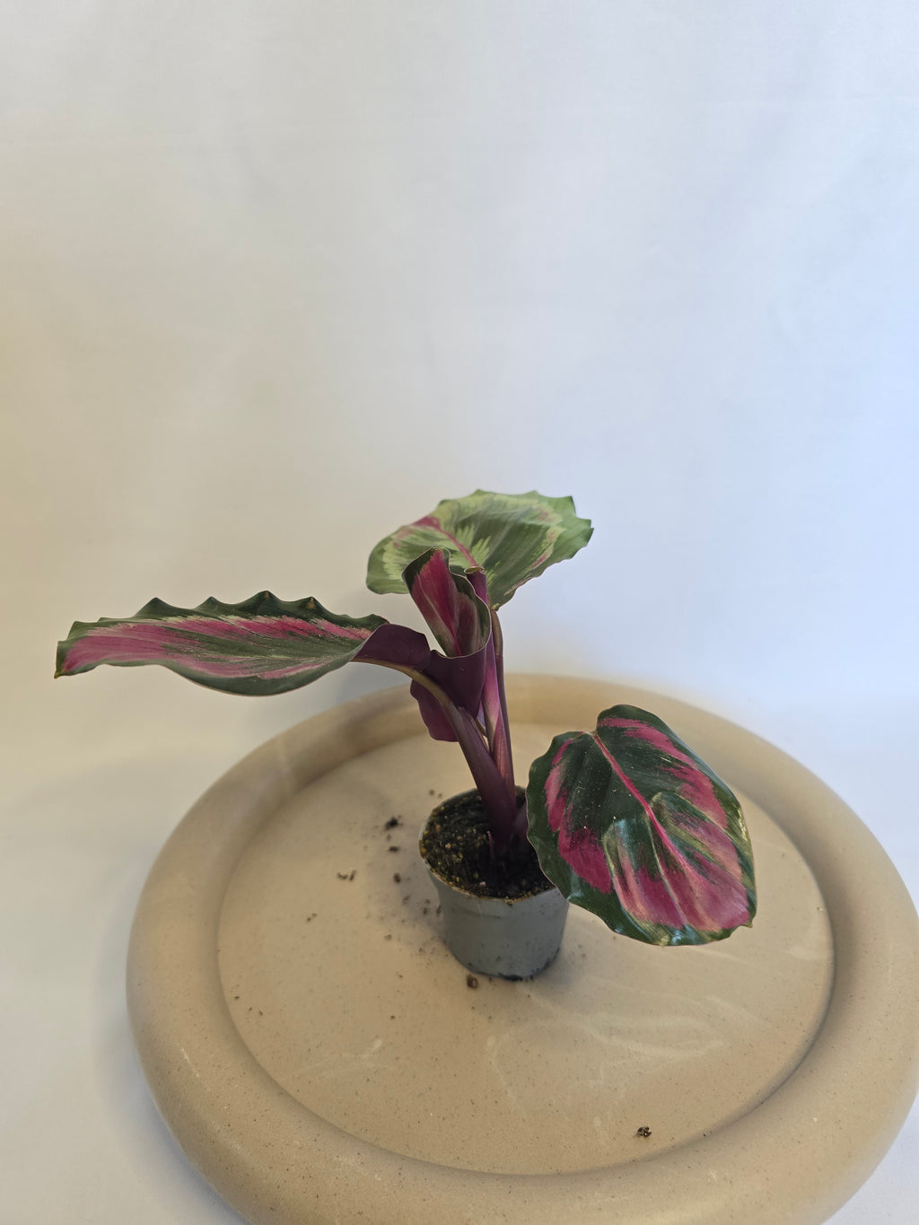 Calathea Red Mojo ❤️🌿 – Plante Tropicale Colorée (Pot 6 cm)