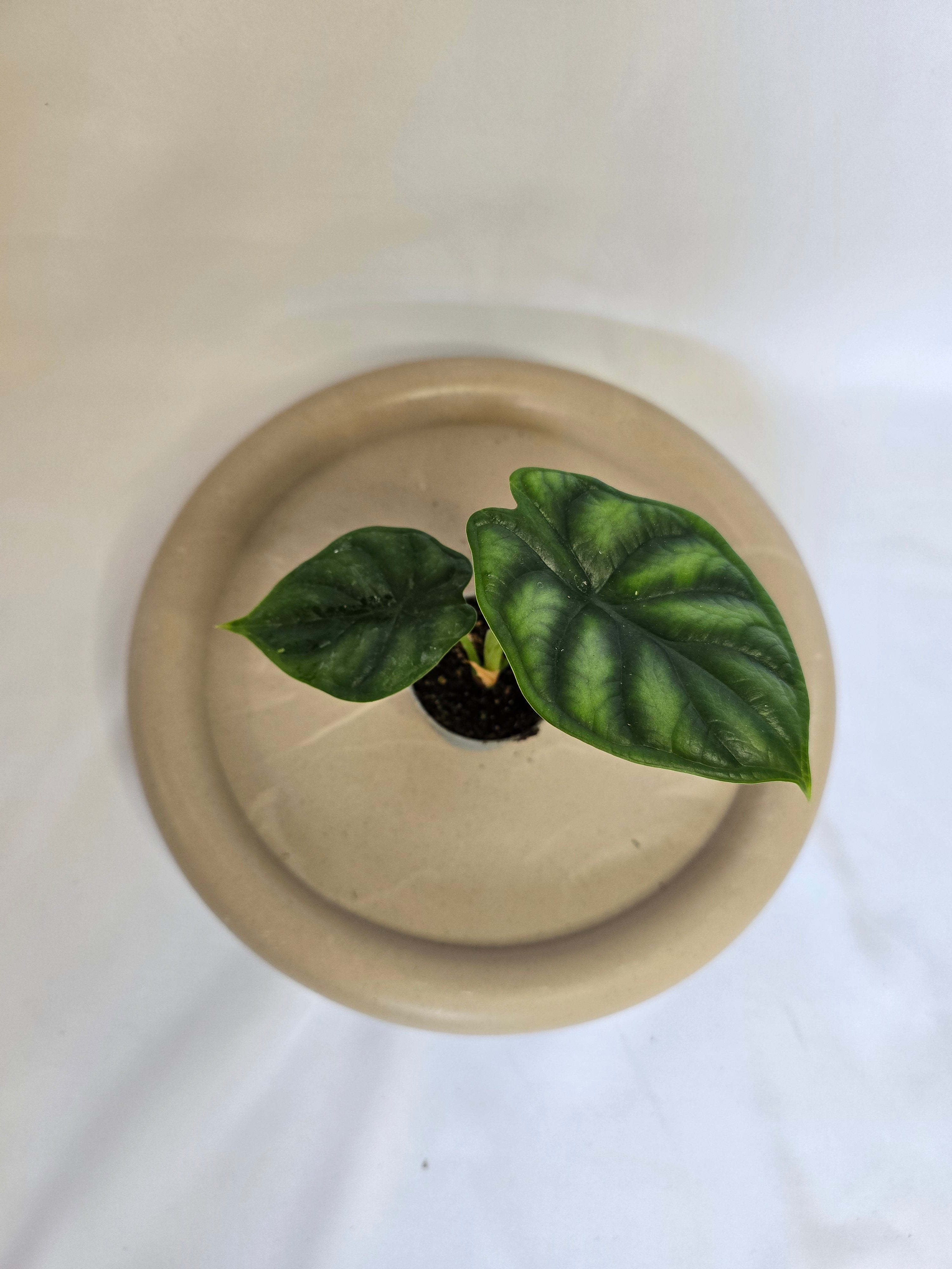 Alocasia Dragon Scale 🐉🌿 – Plante Tropicale Rare