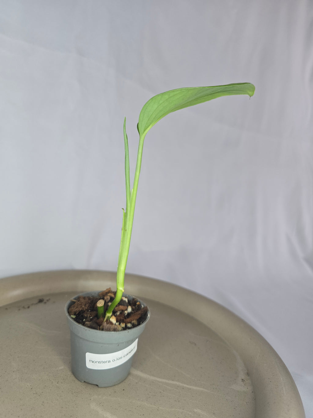 🌿✨ Monstera Obliqua Los Canelos – Une Beauté Rare pour Collectionneurs ✨🌿
