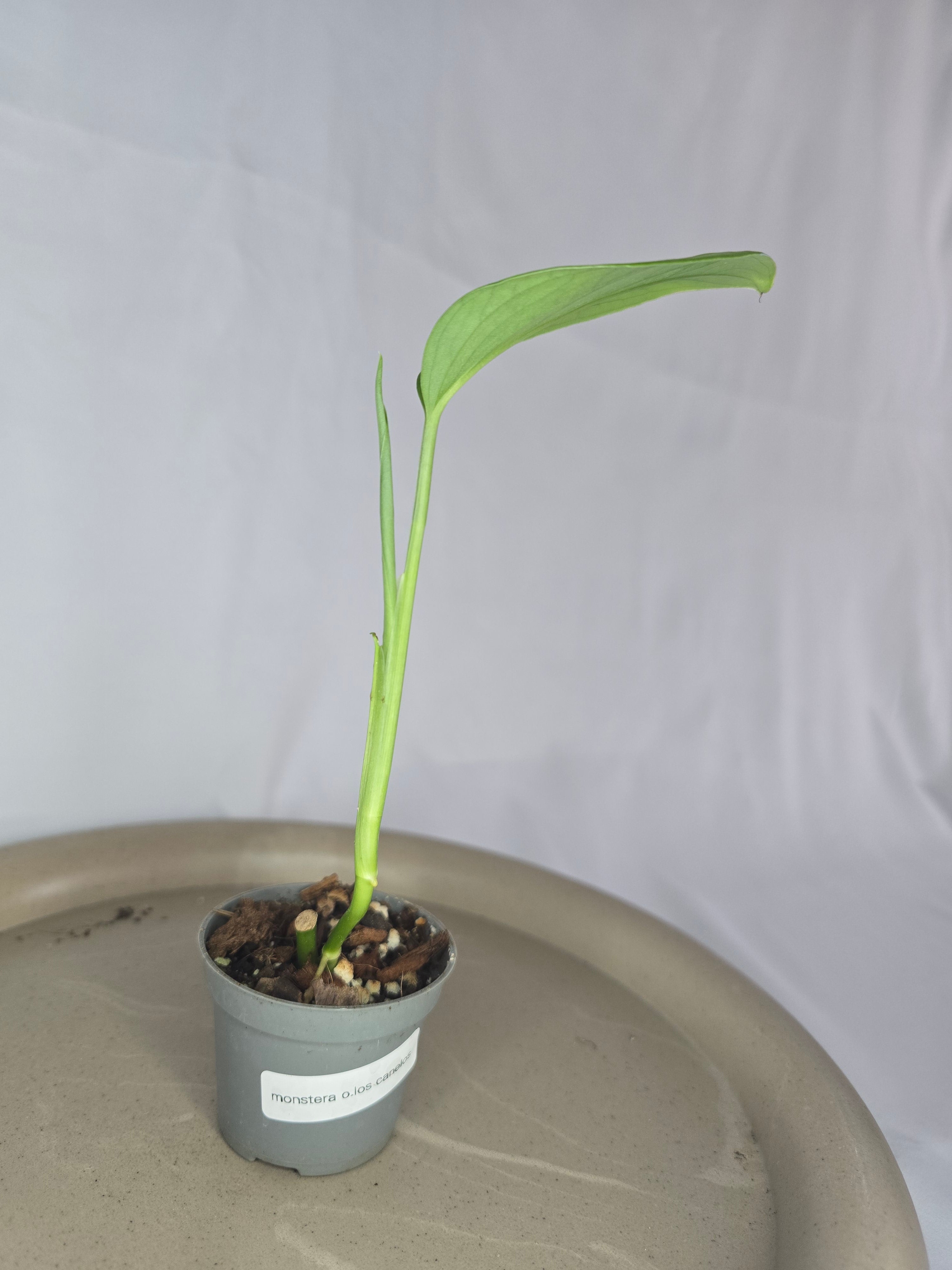 🌿✨ Monstera Obliqua Los Canelos – Une Beauté Rare pour Collectionneurs ✨🌿