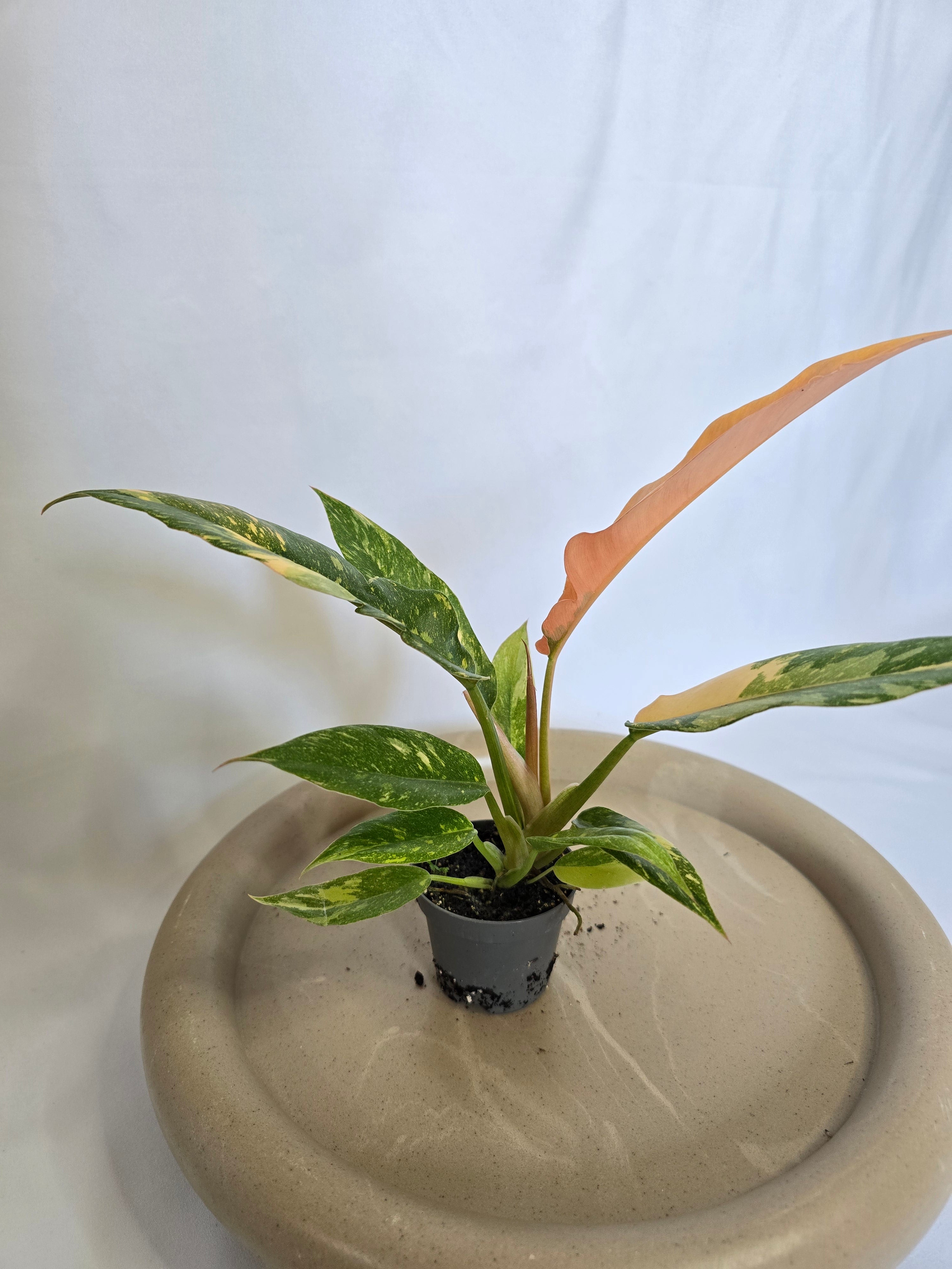 Philodendron Ring of Fire 🔥🌿 – Plante Rare Panachée