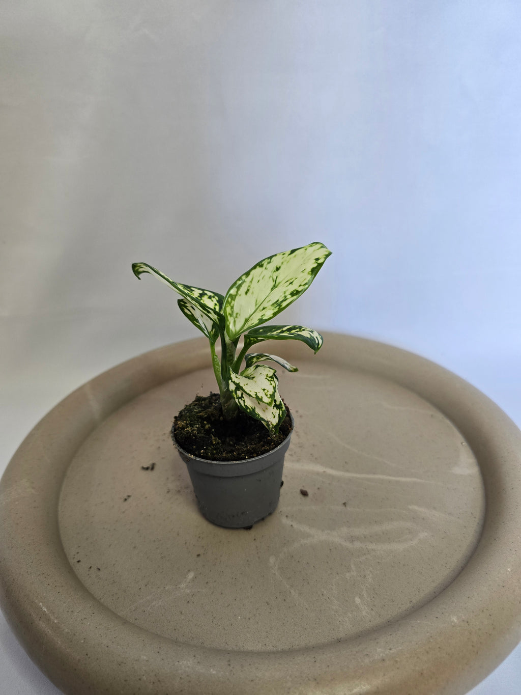 Aglaonema Snowflake ❄️🌿 – Plante Tropicale Élégante