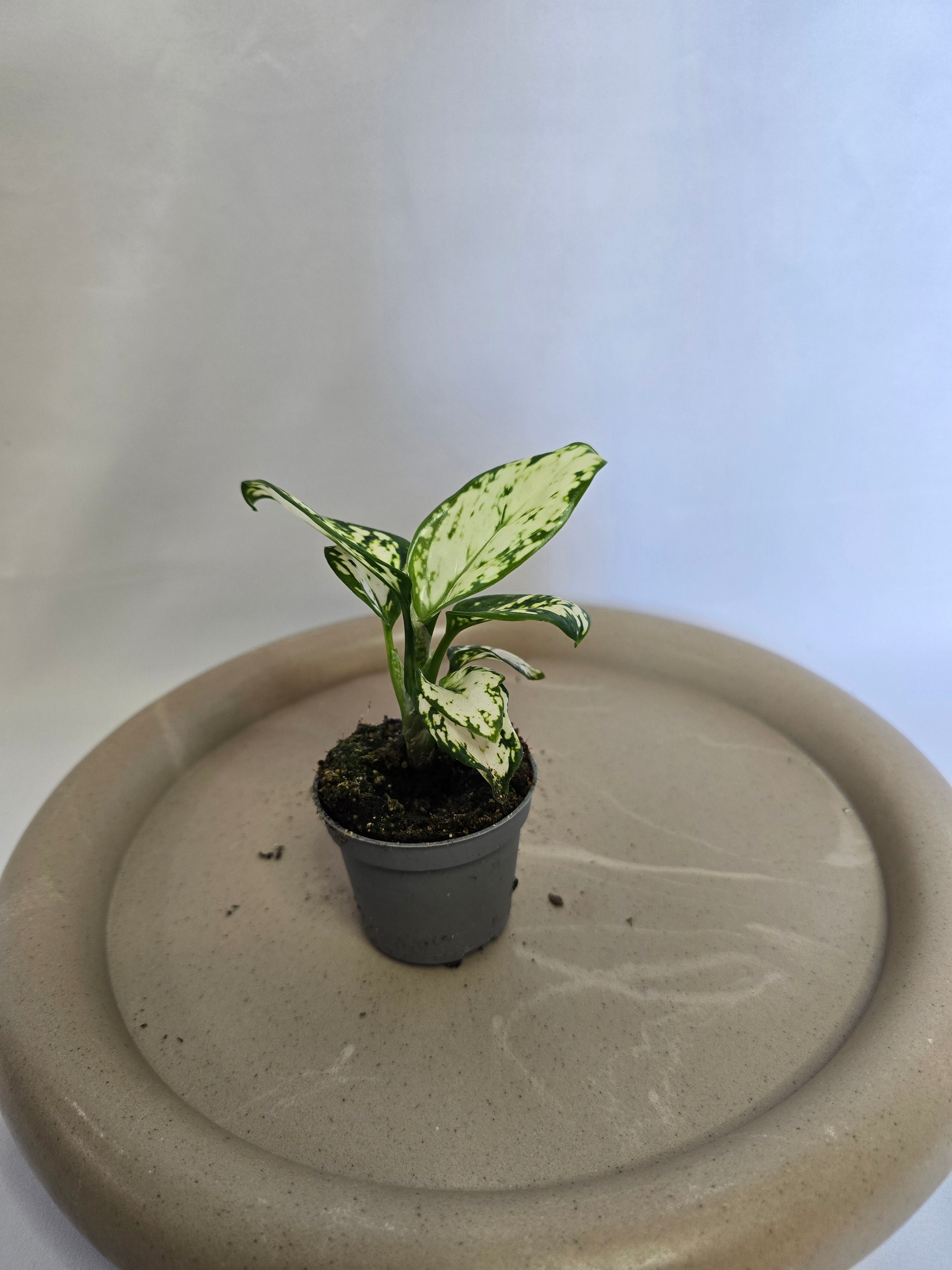 Aglaonema Snowflake ❄️🌿 – Plante Tropicale Élégante