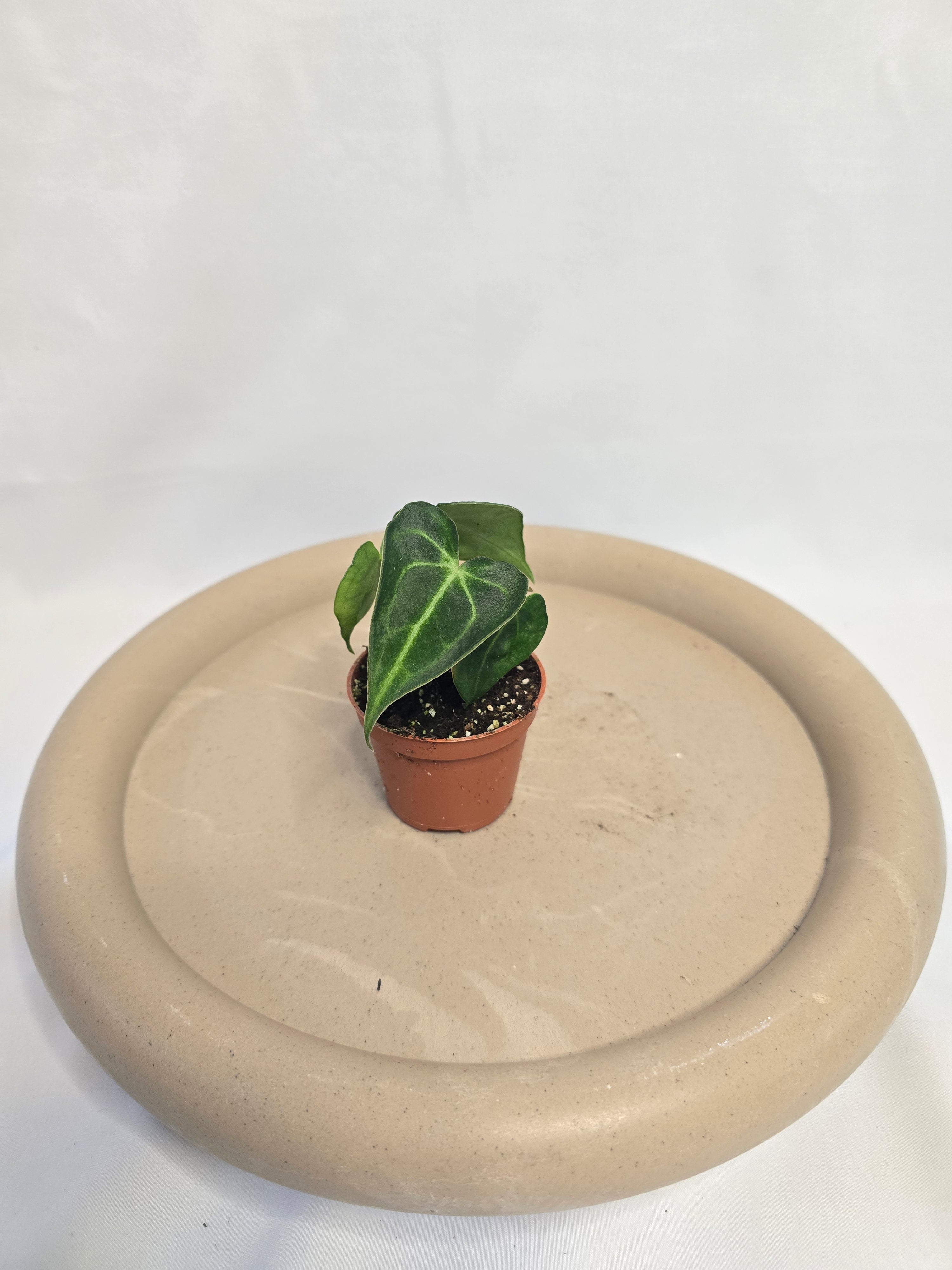 Anthurium Magnificum – Plante tropicale rare velours