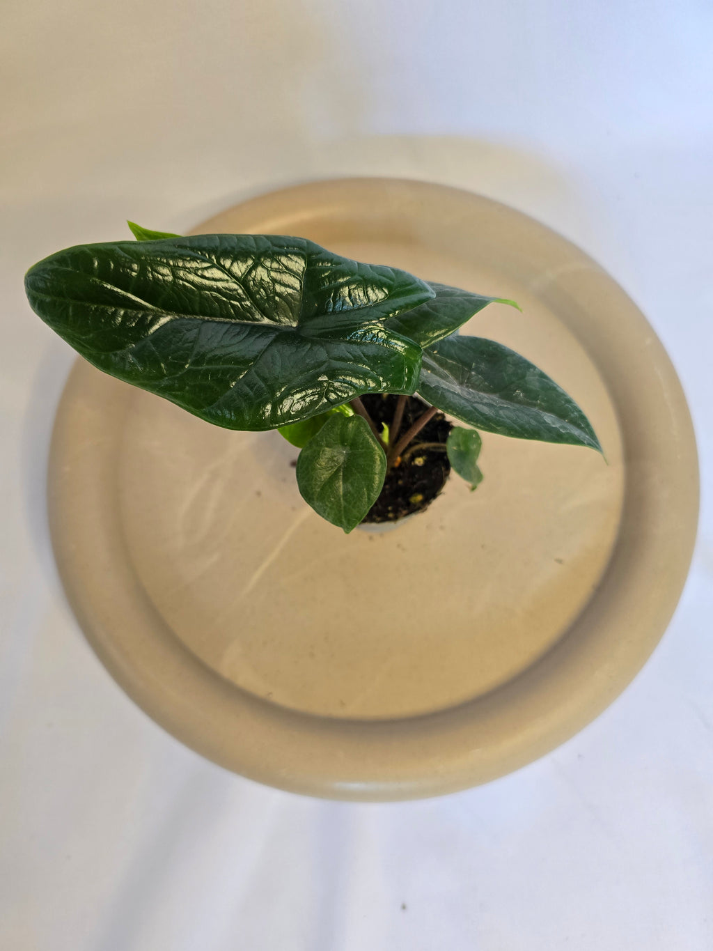 Alocasia Scalprum 🌿🐉 – Plante Tropicale Rare