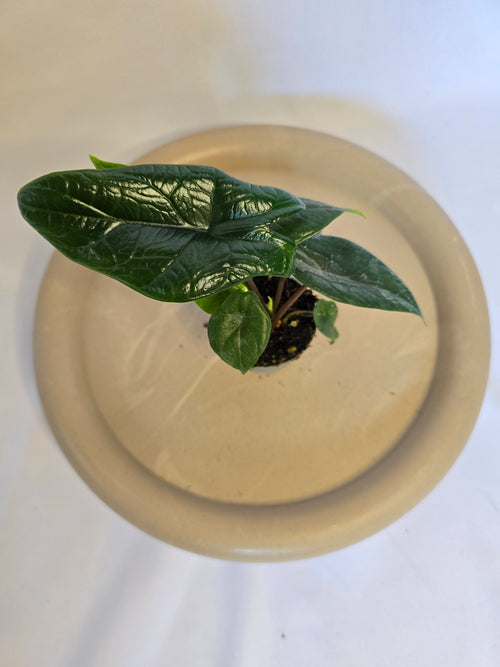 Alocasia Scalprum 🌿🐉 – Plante Tropicale Rare