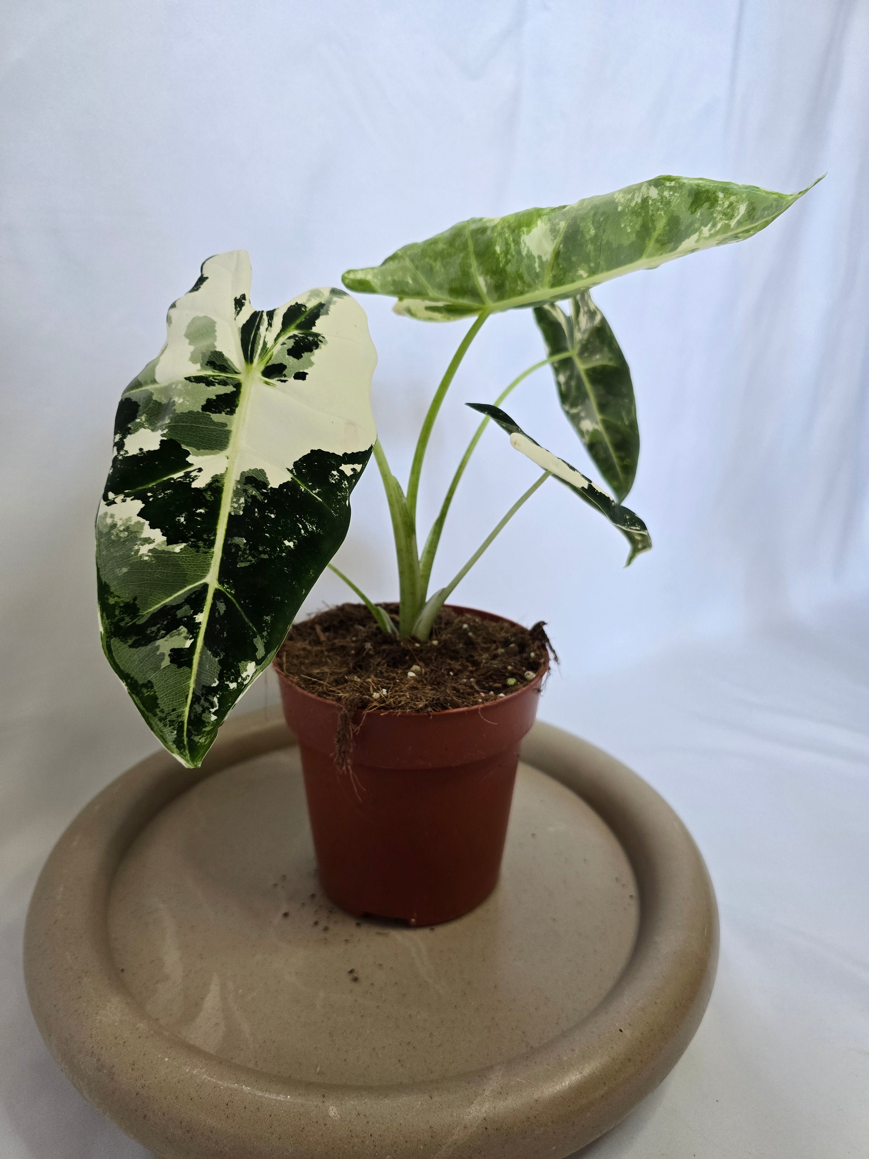 Alocasia Frydek Variegata 🌿✨ – Plante Rare Panachée