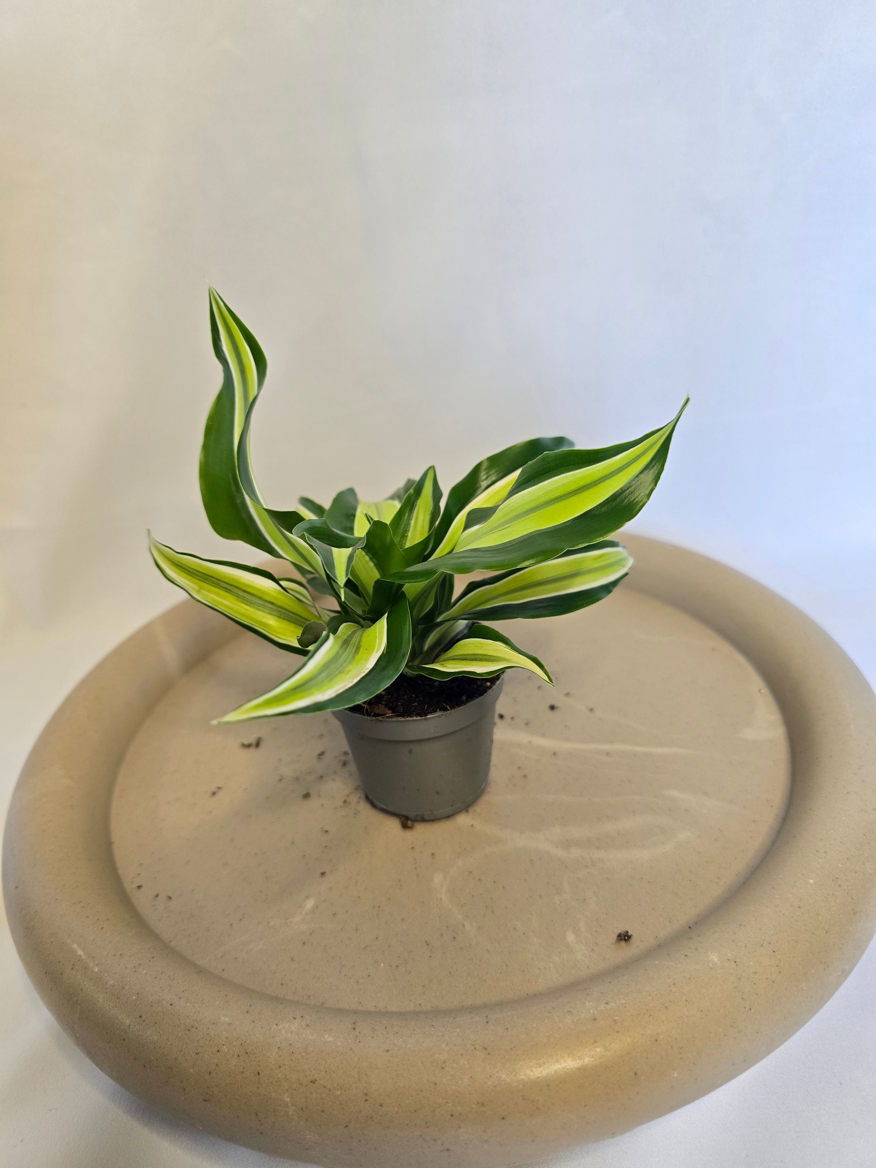 Dracaena Lemon Lime 🍋🌿 – Plante Tropicale Colorée