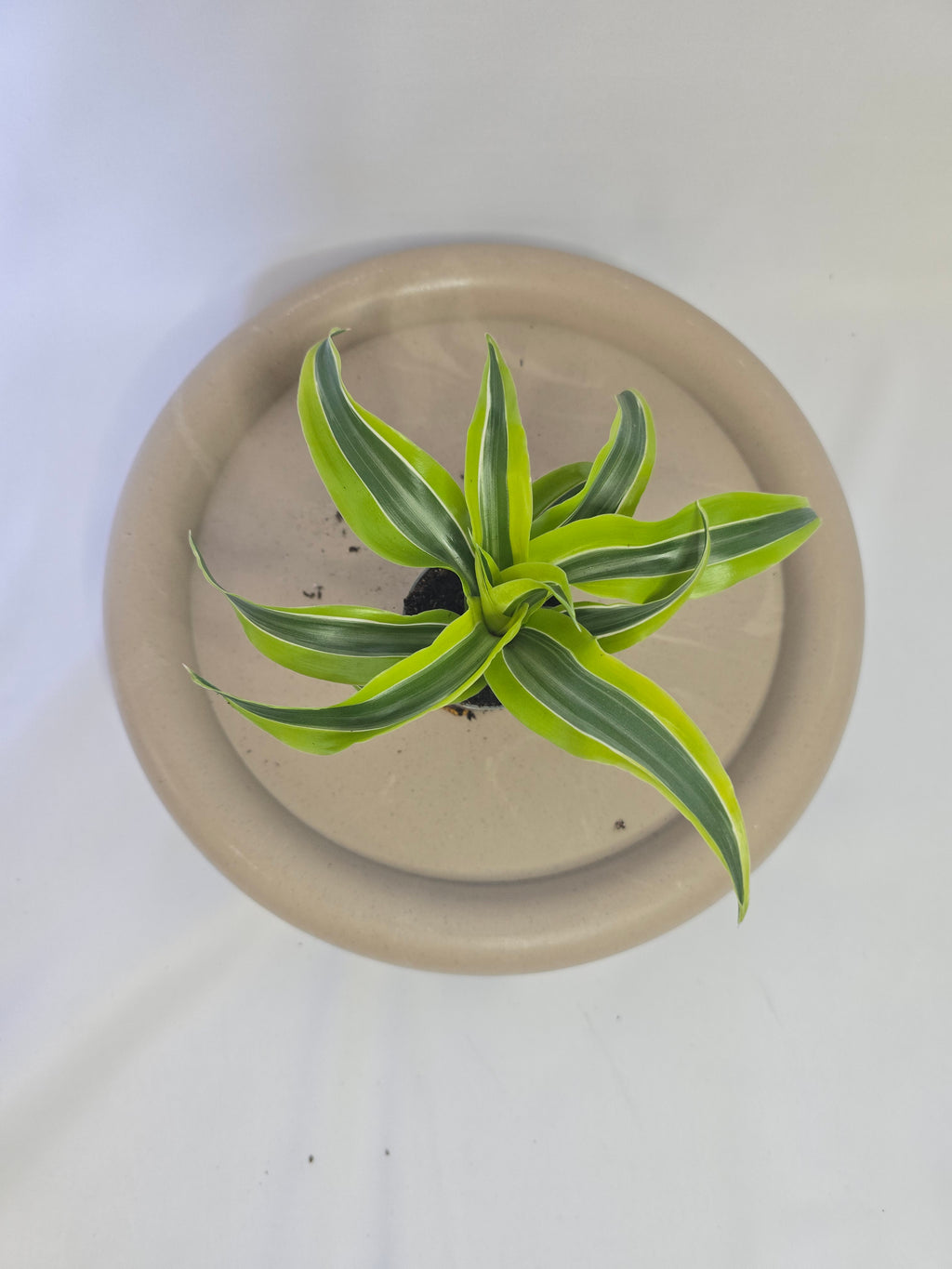 Dracaena Lemon Surprise 🍋🌿 – Plante Tropicale Lumineuse