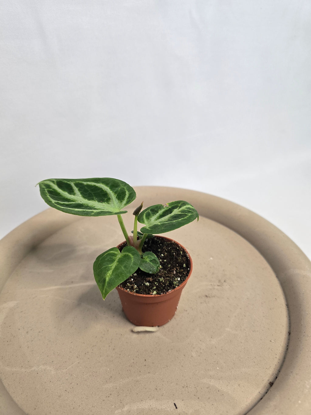 Anthurium Crystallinum silver blush – Plante tropicale rare velours