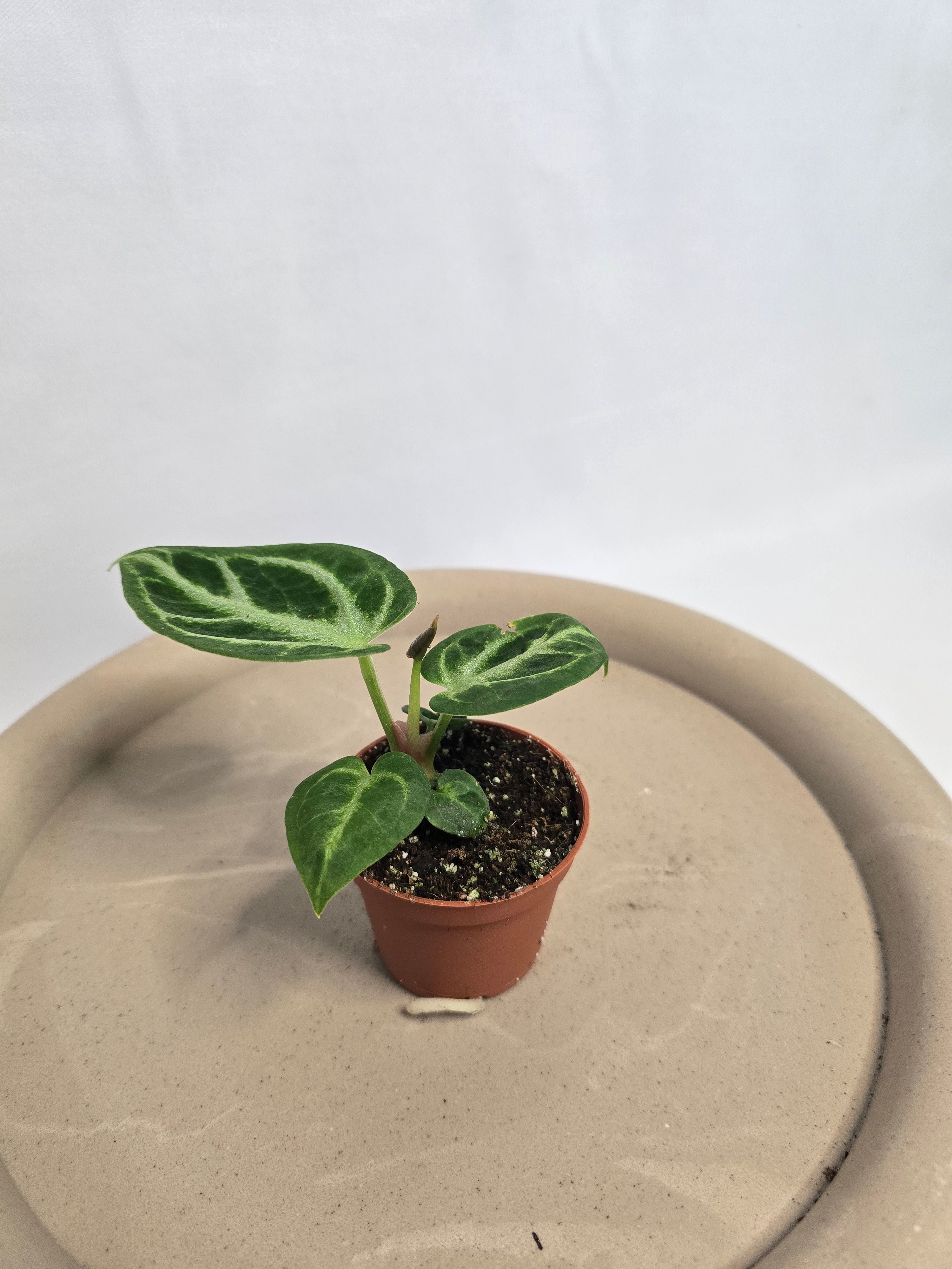 Anthurium Crystallinum silver blush – Plante tropicale rare velours