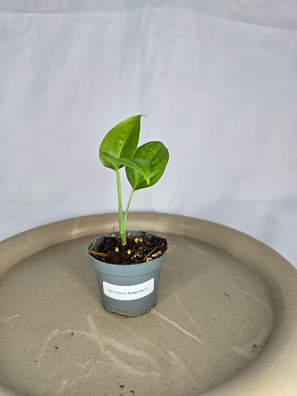 🌿✨ Monstera Blanchetii – L’Exotique Rare et Élégante ✨🌿